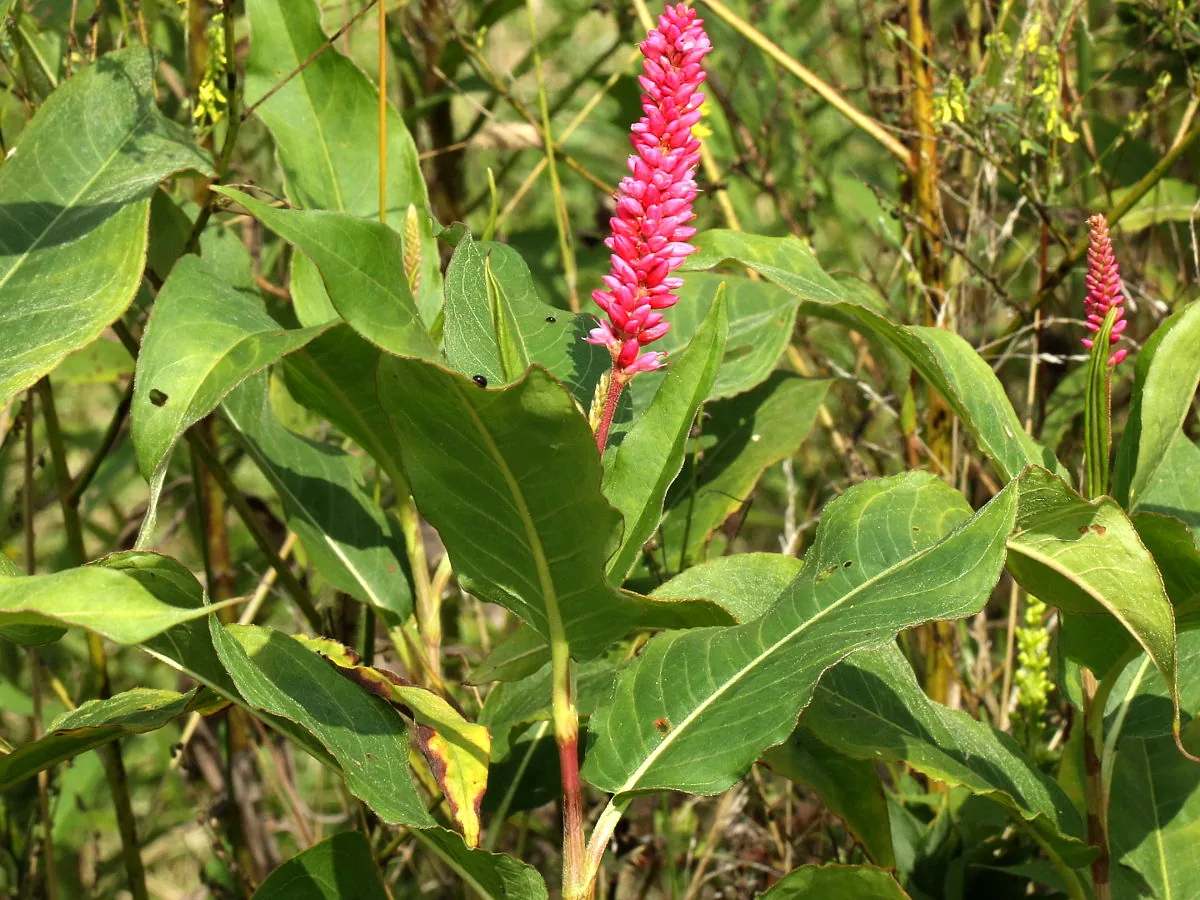 Natural habitat at Herrick Lake Forest Preserve near Wheaton